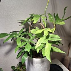 Big Philodendron Florida Ghost In 3 Gallon Pot