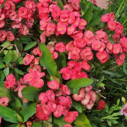Crown of Thorns plant $1 each