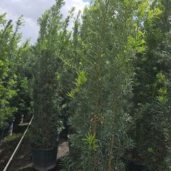 huge Podocarpus  Over 7 to 8 feet tall Instant Privacy Hedge 