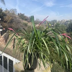 Cleopatra’s earrings Plant 