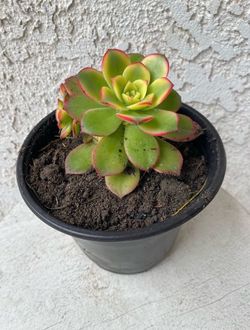 6 Inch Pot Succulent Plant - Aeonium Decorum  - Aeonium Kiwi Starburst - Rooted & Established - Drought Resistant 🪴