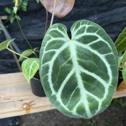 Anthurium crystallinum