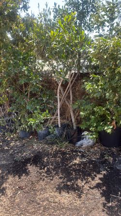 Ficus 5 Gallon 15$