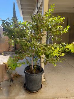 Plantas