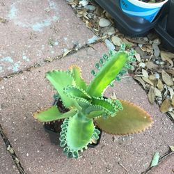 Mother Of Thousands  Plant 