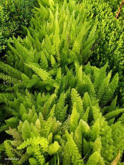 Foxtail fern privacy hedge plants