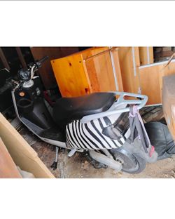 Zebra scooter