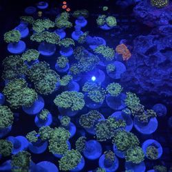 Fake Saltwater Decoration 