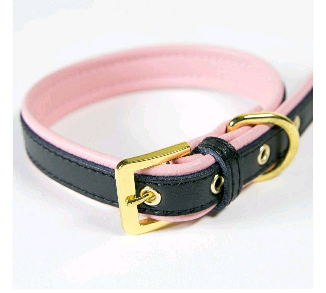 Cat or Dog Collar