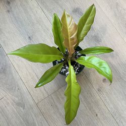 Philodendron Golden Crocodile 4 Inch Pot