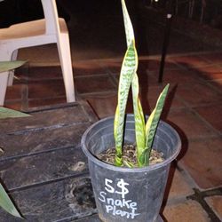 Snake Plant