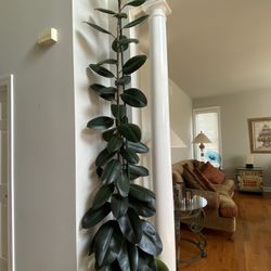 Rubber Tree Plant - 11 feet pot included