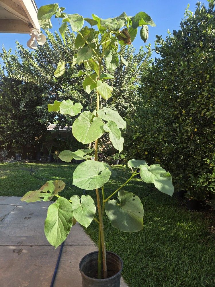 Yerva Santa Plant Medesinal