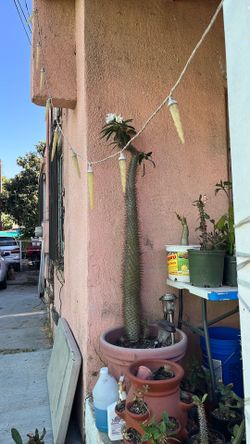 Flowering Madagascar palm for sale