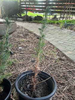 Free sapling spruce trees
