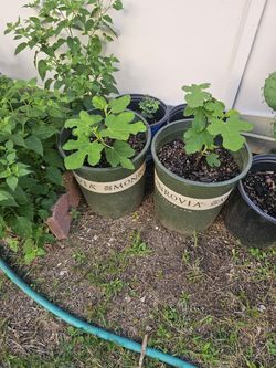 Black Mission Fig  $ 25