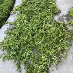 Ground cover plants  All For $7