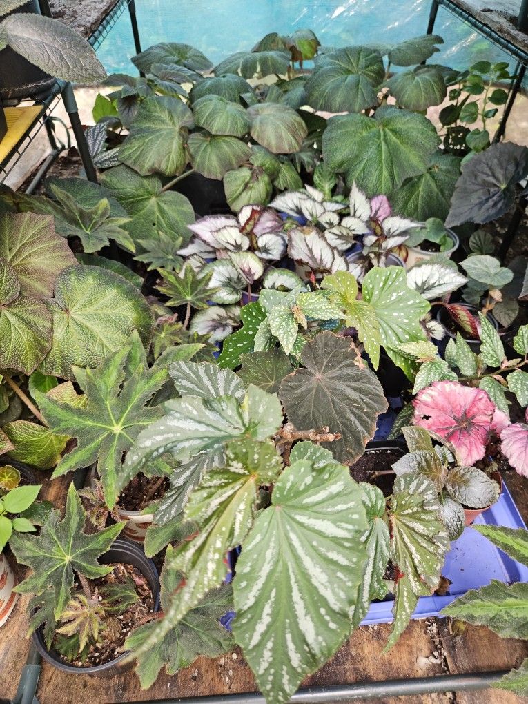 Begonias And Epicsias For Sale