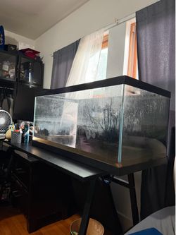 40 gallon tank