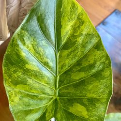 Alocasia Gageana Aurea