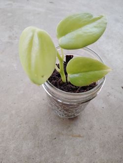 planta $3