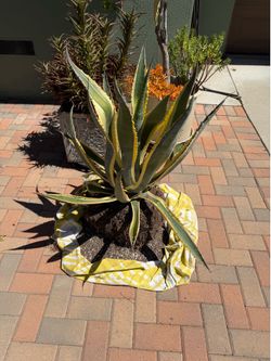 American Century Agave Cactus Plant