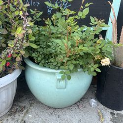 Rose Pot Plant$50 Large Pot 