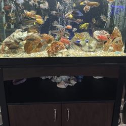 75 Gallon Fish Tank 