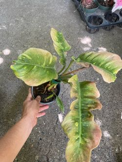 Rare/Specialty**Philodendron Ring of Fire; 95820