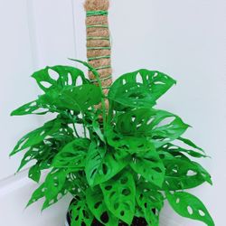 Very Full And Healthy Swiss Cheese Monstera Pothos Plants - 8” Nursery Container - Indoor Plant ( CERAMIC pot NOT including )