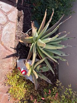 Free Aloes