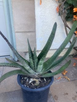 Lawyer’s Tongue Gasteria 1 Gallon 24 W