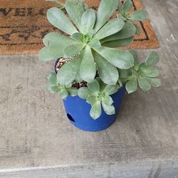 Succulent 