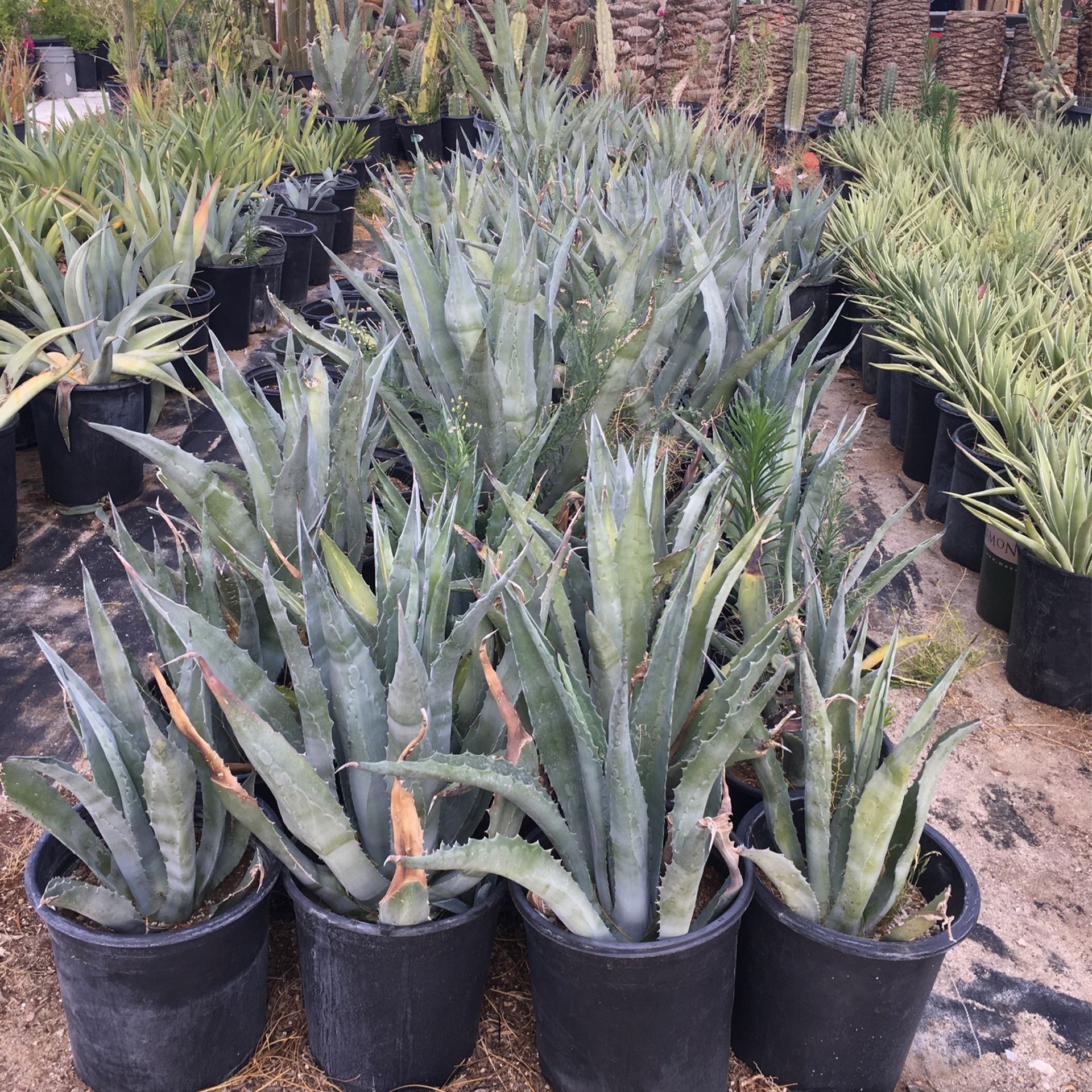 Agaves