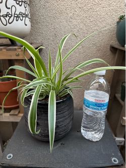 Spider Plant