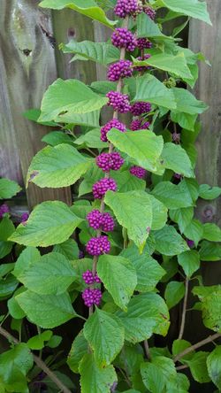 *$1 to $5* Native Beautyberry Plants 🔻Info Below🔻 Callicarpa Americana