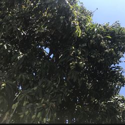 organic Mangos Fruits
