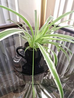 Spider Plant