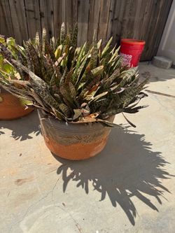 plant