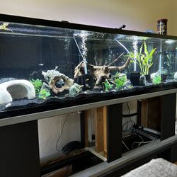 125 Gallon Aquarium