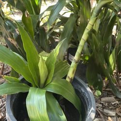 Dracaena plants
