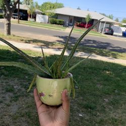 Plants Price Verys By Size 