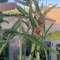 Dragonfruit Plant