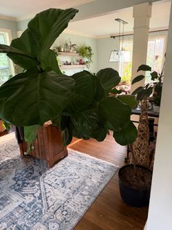 Fiddle leaf fig