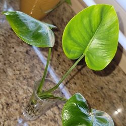 Monstera Deliciosa Cutting