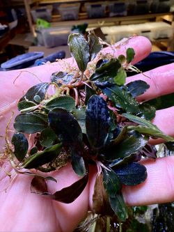 Rare And Common Aquarium And Terrarium Plants Available
