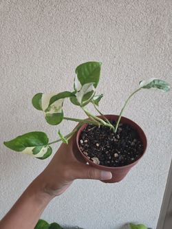 Plant