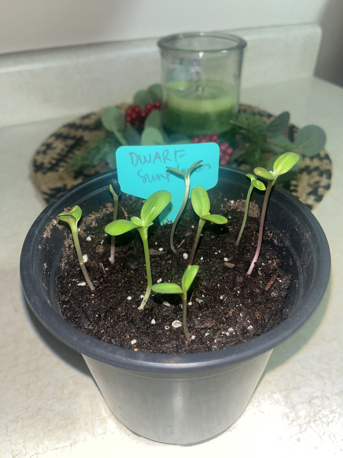 Germinated Sunflowers And Perennial Wild Flowers. Nursing Plants It Will Be Ready For Spring