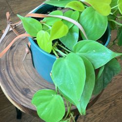 Lemon Lime Philodendron 
