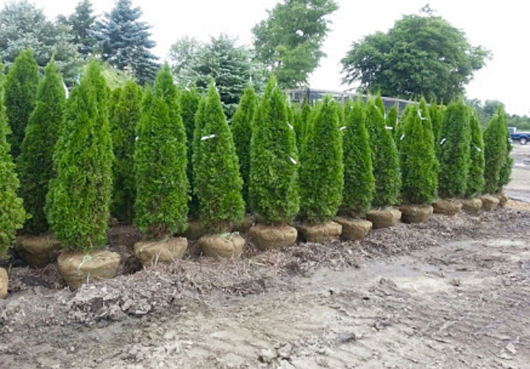 Privacy Tree Sale FREE DELIVERY! Emerald Green & Green Giants